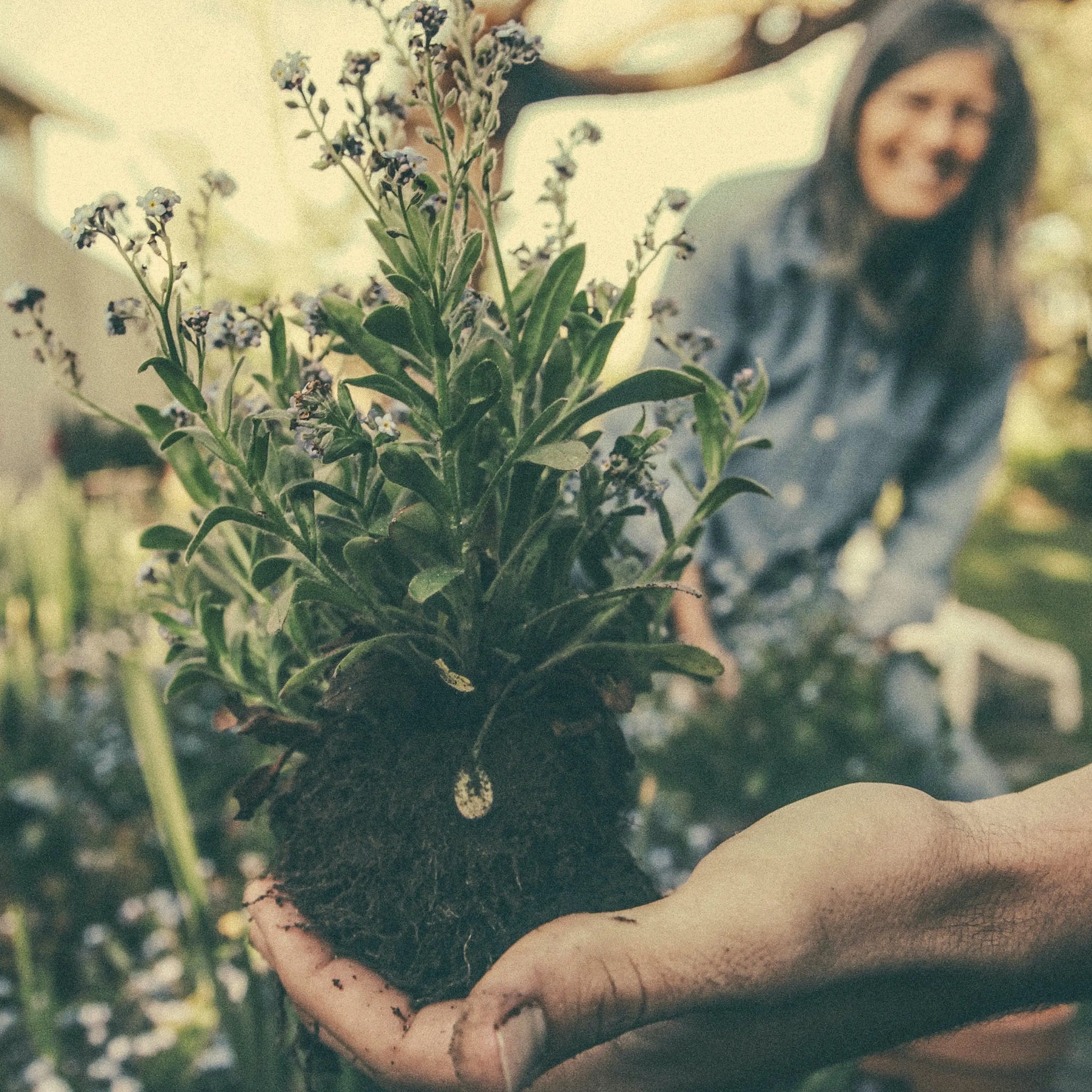 Succulent Success with Organic Fertilizers: Unlocking the Key to Thriving Indoor Succulents Agrowcultural Organics
