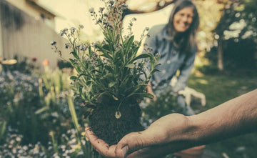 Succulent Success with Organic Fertilizers: Unlocking the Key to Thriving Indoor Succulents Agrowcultural Organics
